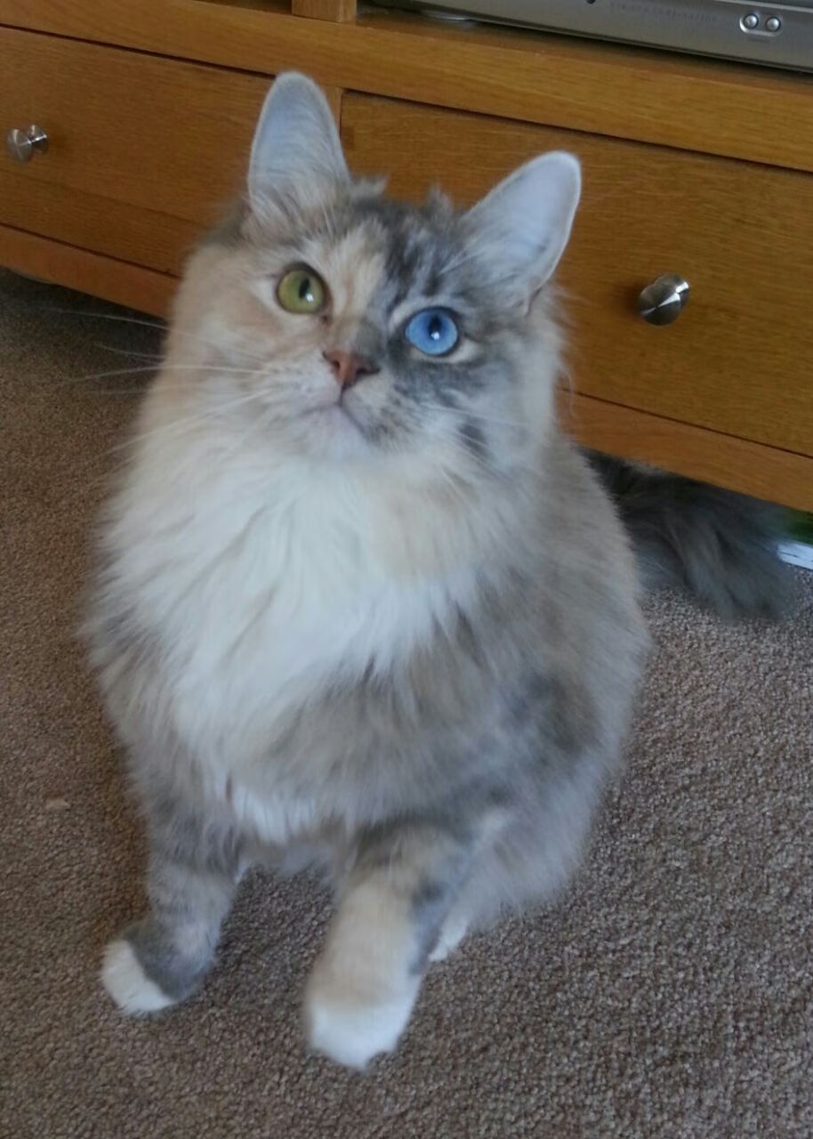 MOBA游戏赛事发展史：从DOTA到英雄联盟，再到王者荣耀，moba游戏发展史简略