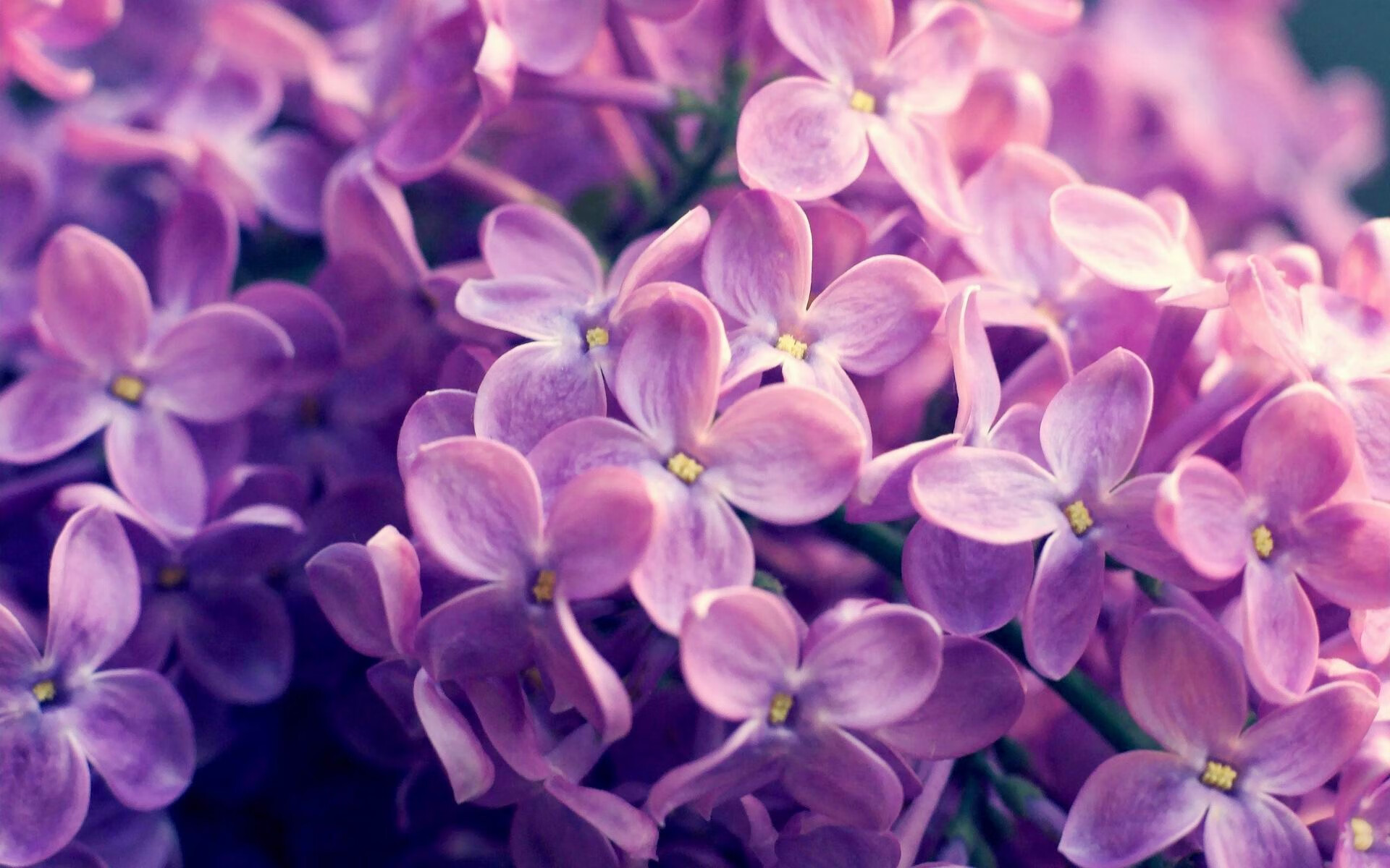 _快船队在主场大胜，士气高涨_，快船主场叫啥