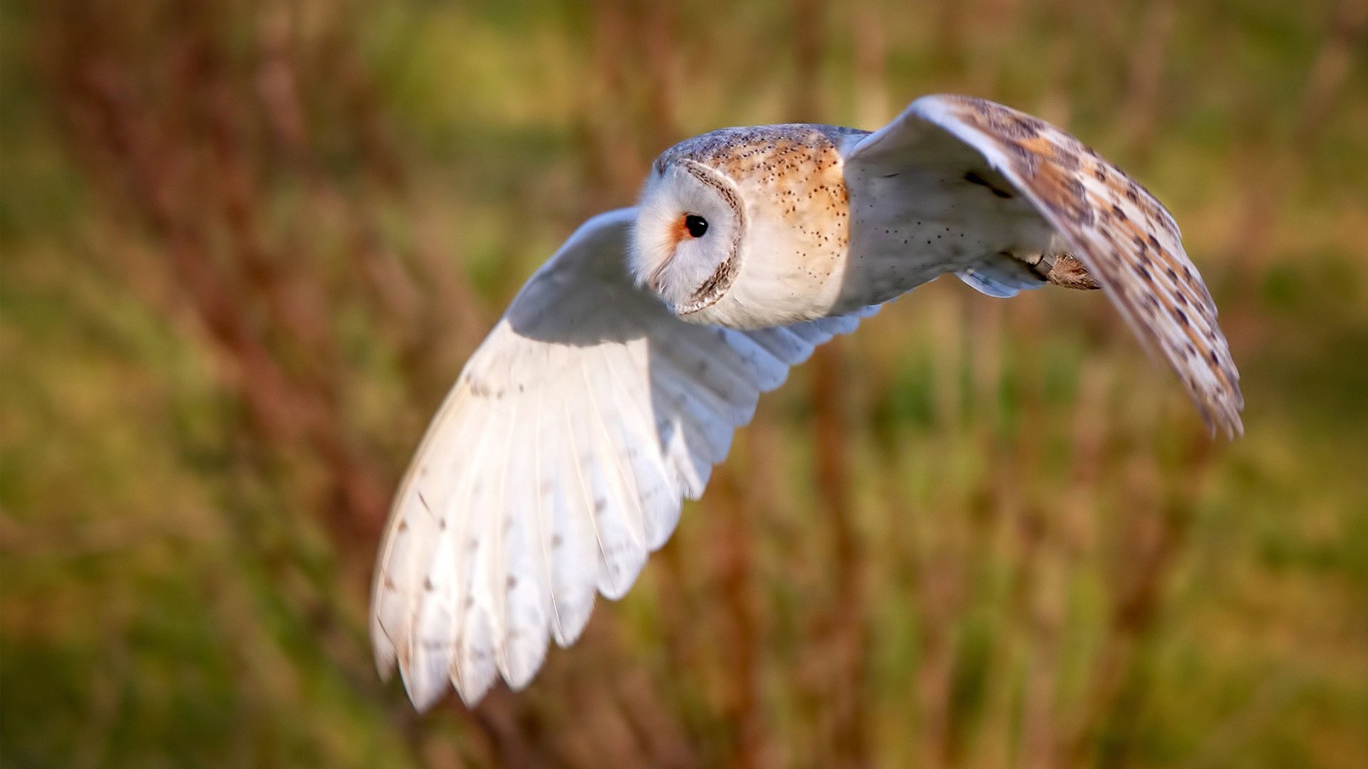 【分秒必争】每秒投球限制改善比赛体验的细节揭秘,多少秒内完成投篮