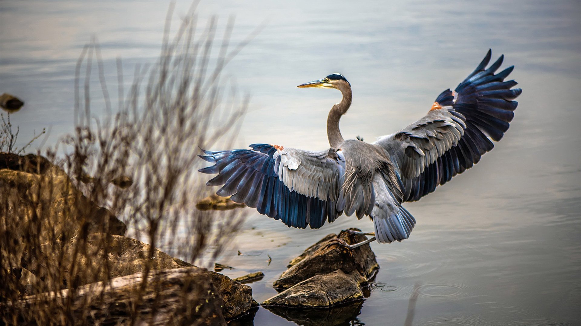历史上的欧冠“黑马”崛起，逆袭成王者，欧冠黑马夺冠