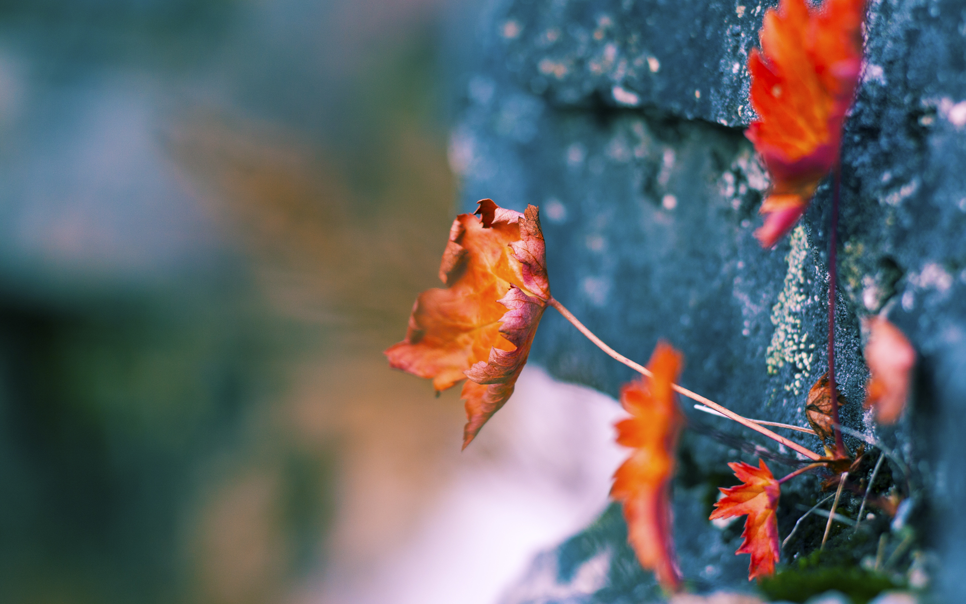 本土传统民族体育竞技，文化自信的体育展现，民族传统体育的传承