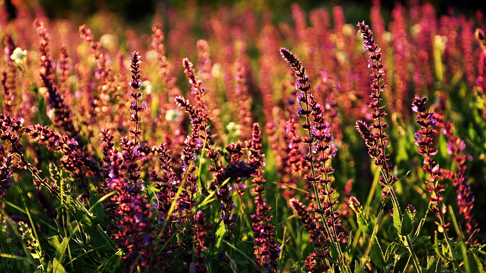 本土足球明星温情助力青少年发展计划，足球明星 受欢迎