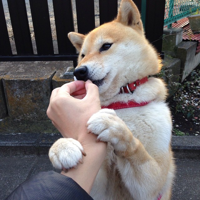 荷兰女足在预选赛中表现不佳，未能晋级巴黎，荷兰女足首发阵容
