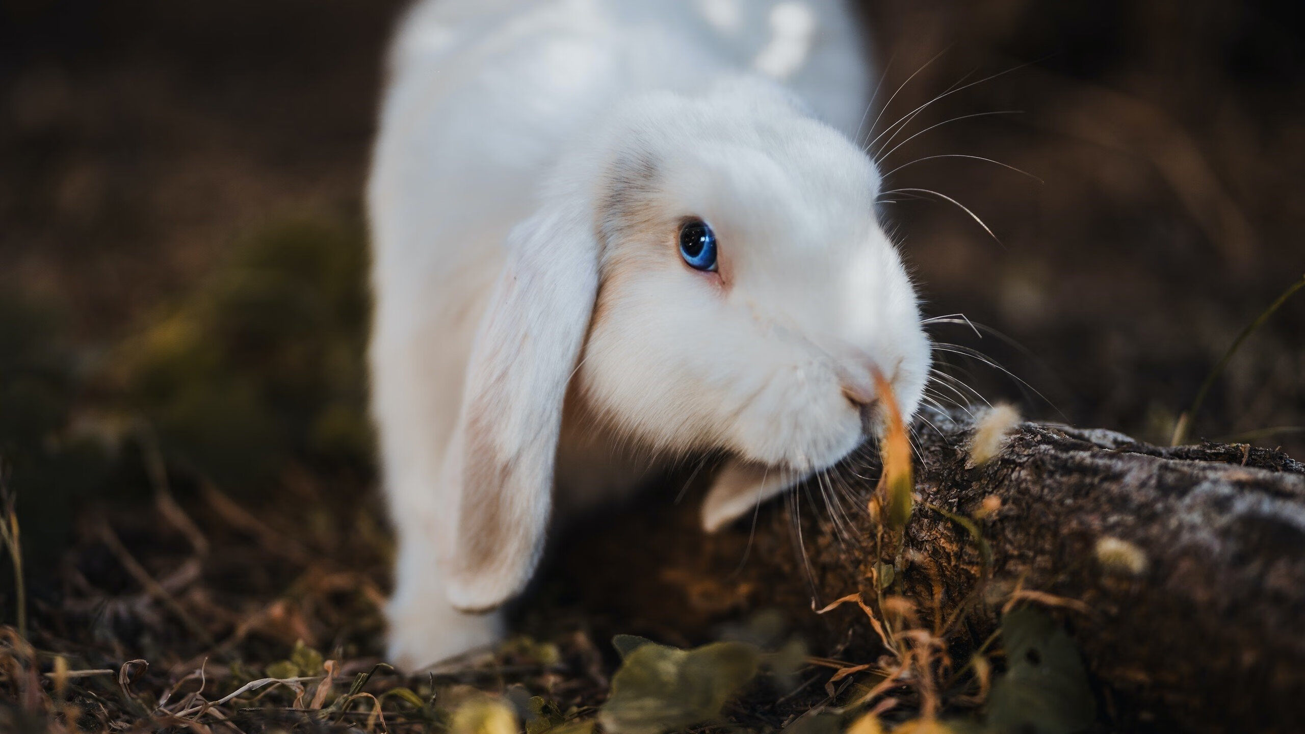 保加利亚队士气高昂备战欧洲巅峰赛,保加利亚比赛