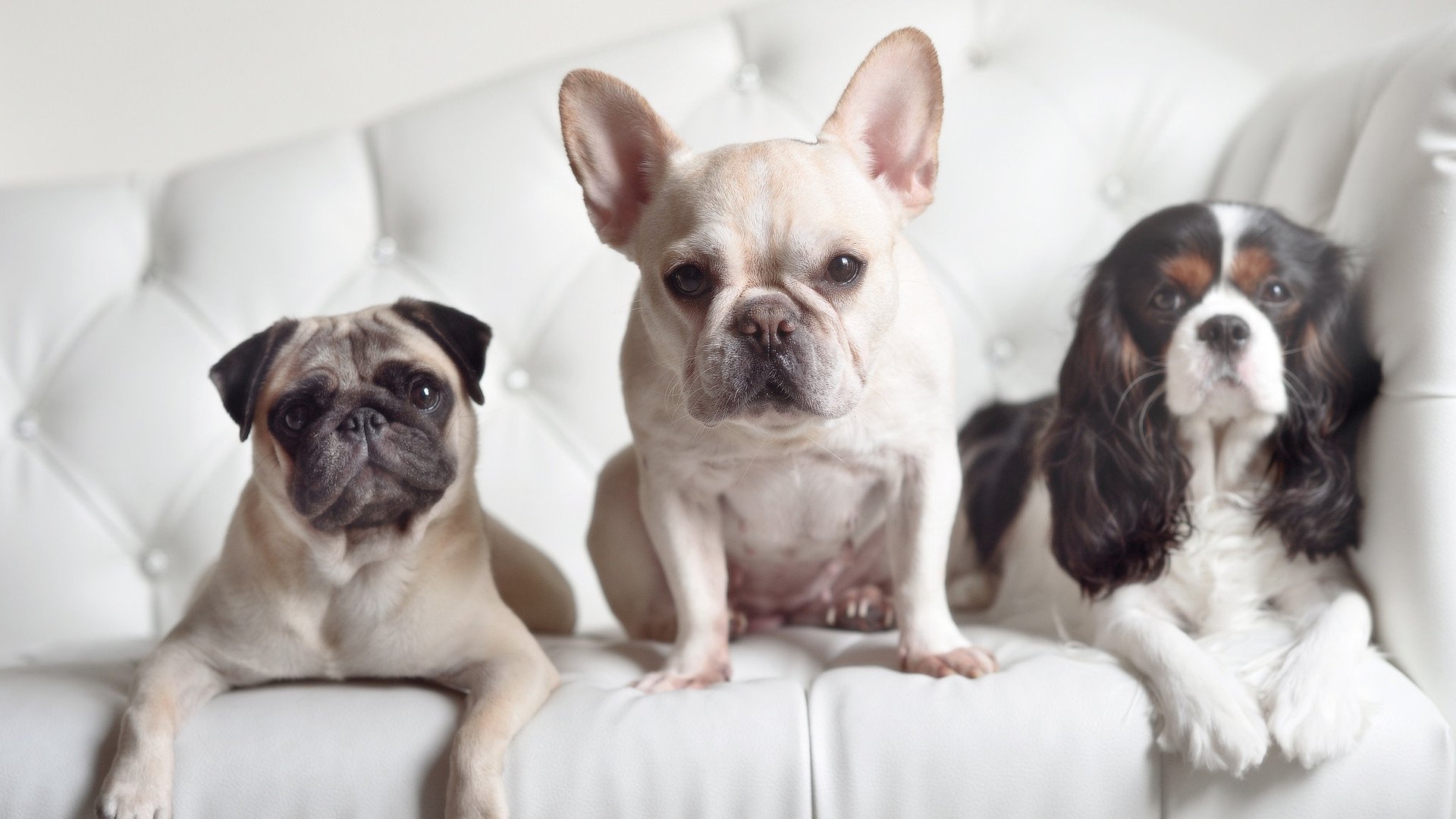 塞尔维亚篮球运动员在欧洲锦标赛中势如破竹,不可一世,塞尔维亚篮球怎么样