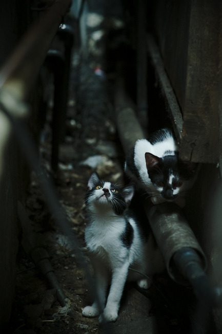 巴黎圣日耳曼再次获胜，榜首保持不变，巴黎圣日耳曼预计首发
