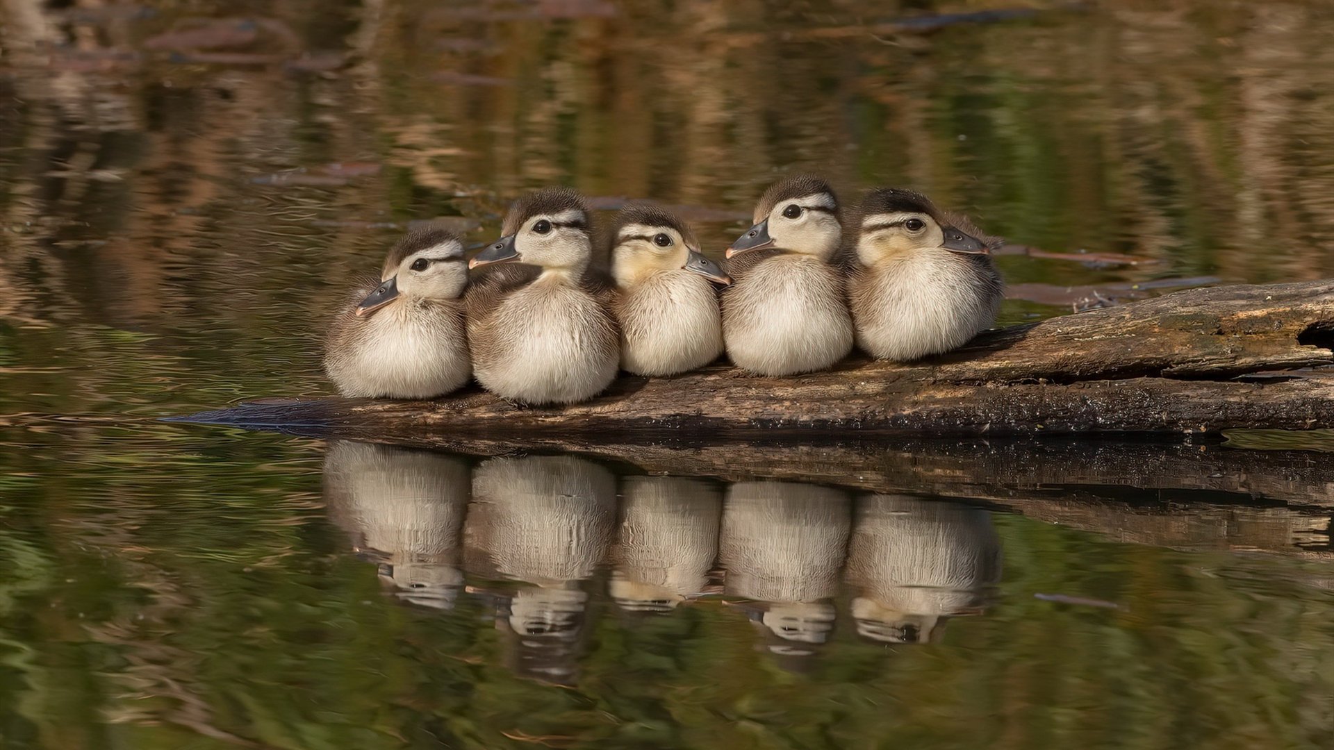 摩纳哥阵容调整屡屡不果,主帅沙乌斯承压,摩纳哥最佳阵容