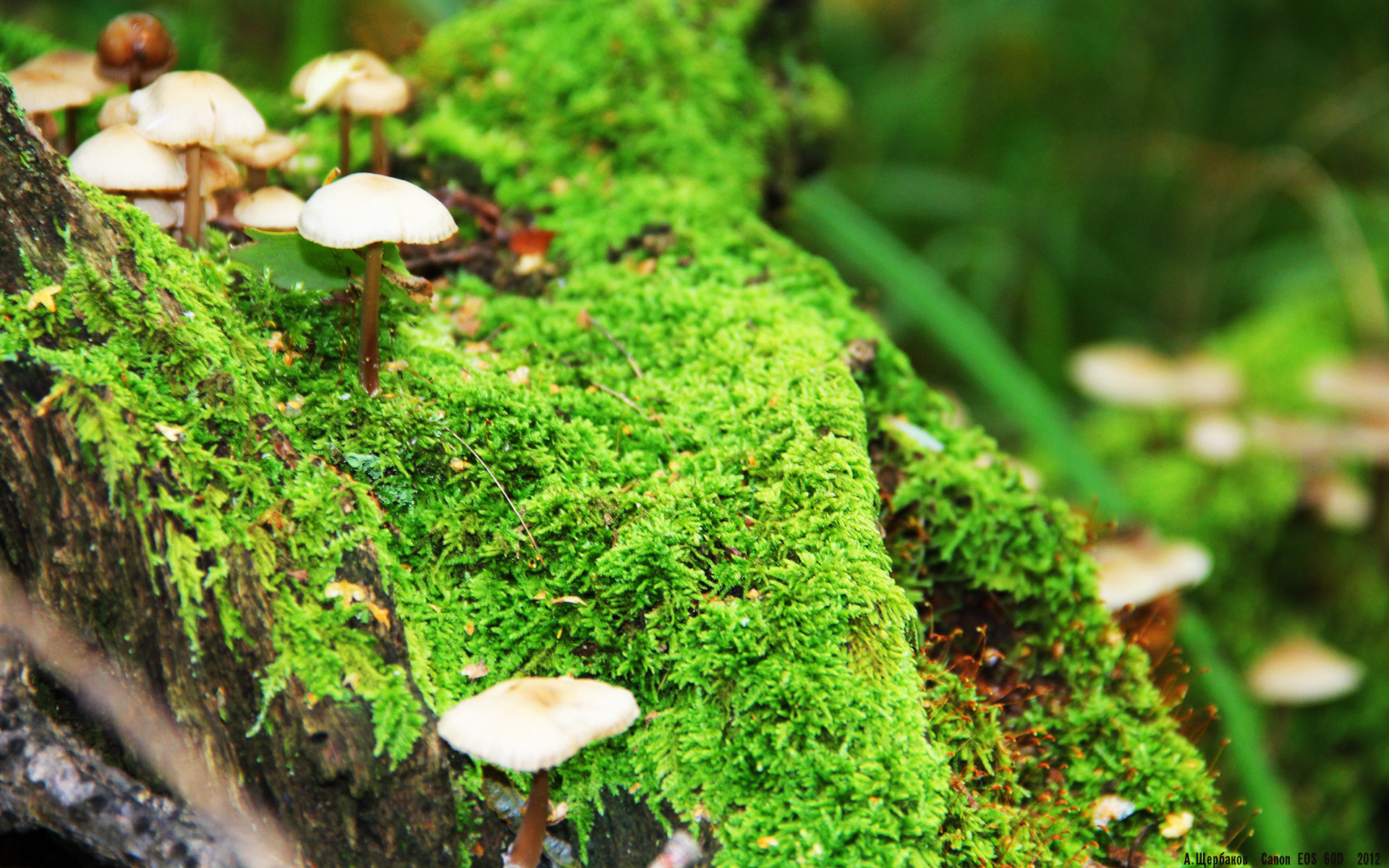 汉诺威主场击败对手,提升积分排名,汉诺威96队