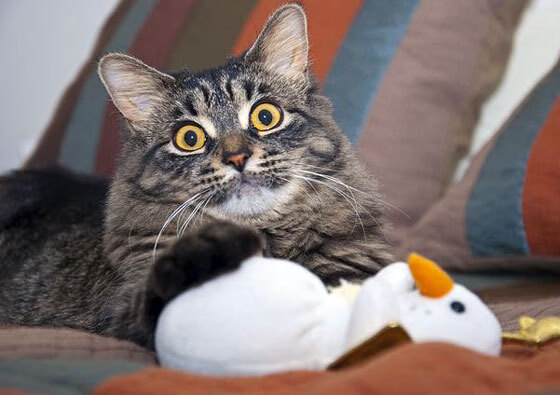 湖人逆袭开拓者东区半决赛暂领先，湖人队与开拓者队比赛