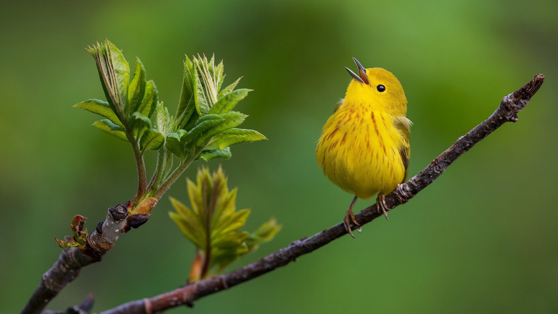 球星离队后原队表现是否会下滑，几名主力队员离队后,这支球队的实力有所削减