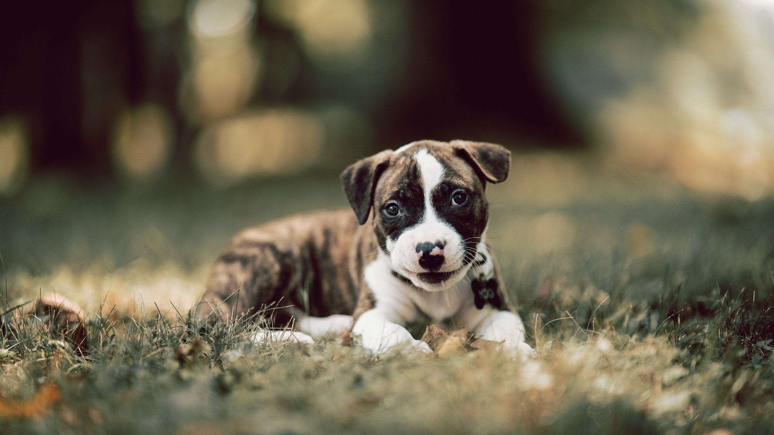 皇家马德里镇守主场,闯关拜仁慕尼黑,马德里皇家足球俱乐部