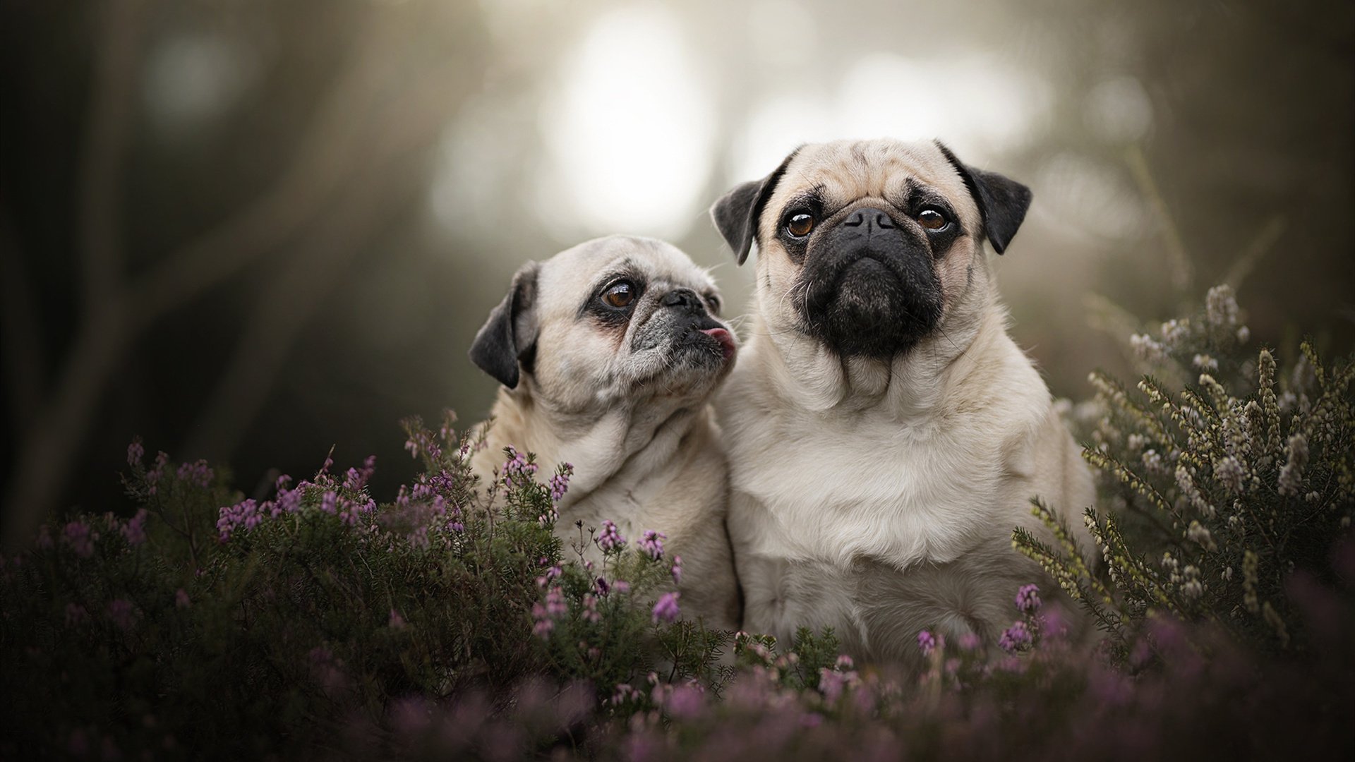 荷兰马术队在巴黎奥运会障碍赛中获得第六名,展现强大实力。,荷兰队三架马车