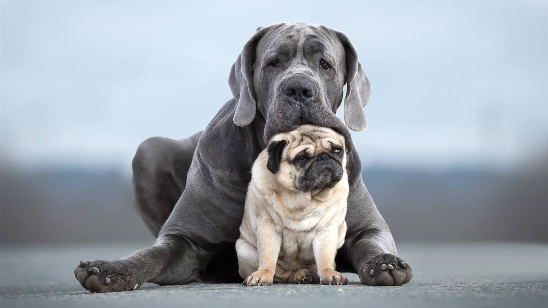 足球比赛中哪支球队将展现出全新的面貌？，足球队伍