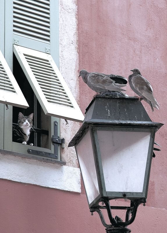 足球比赛中哪支球队将引领领先？，足球队哪个最强