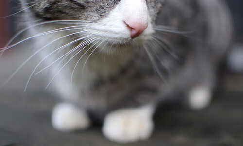 足球比赛中球员技术得到认可与称赞，足球比赛中球员技术得到认可与称赞怎么写