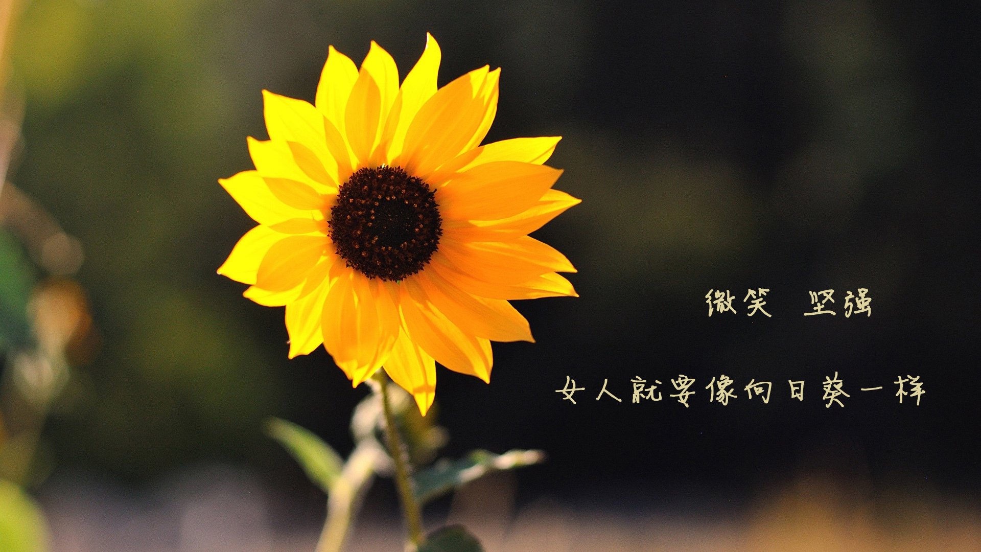 阿特莱科客场痛失晋级机会，克鲁晋级，阿克莱特桌游