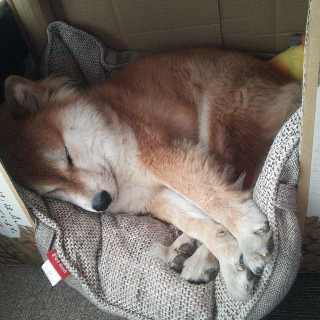 阿积士客场挺进意甲,逆袭击败拉齐奥,阿积士对罗马