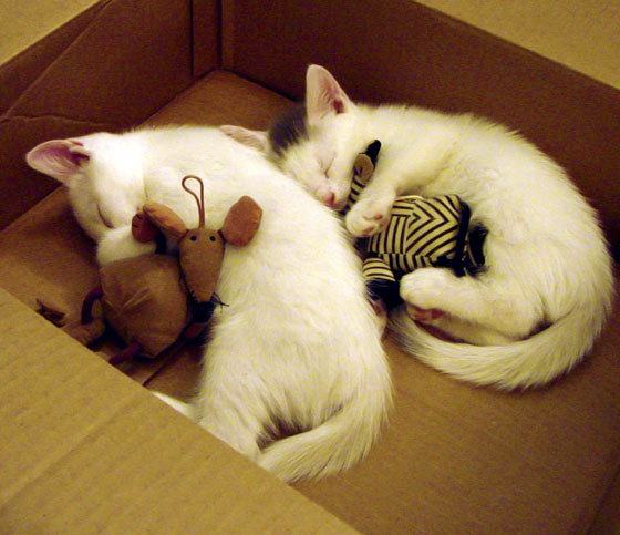 中国篮球运动员专项体能训练方案个性化设计与效果评估,篮球运动员体能训练的内容有哪些