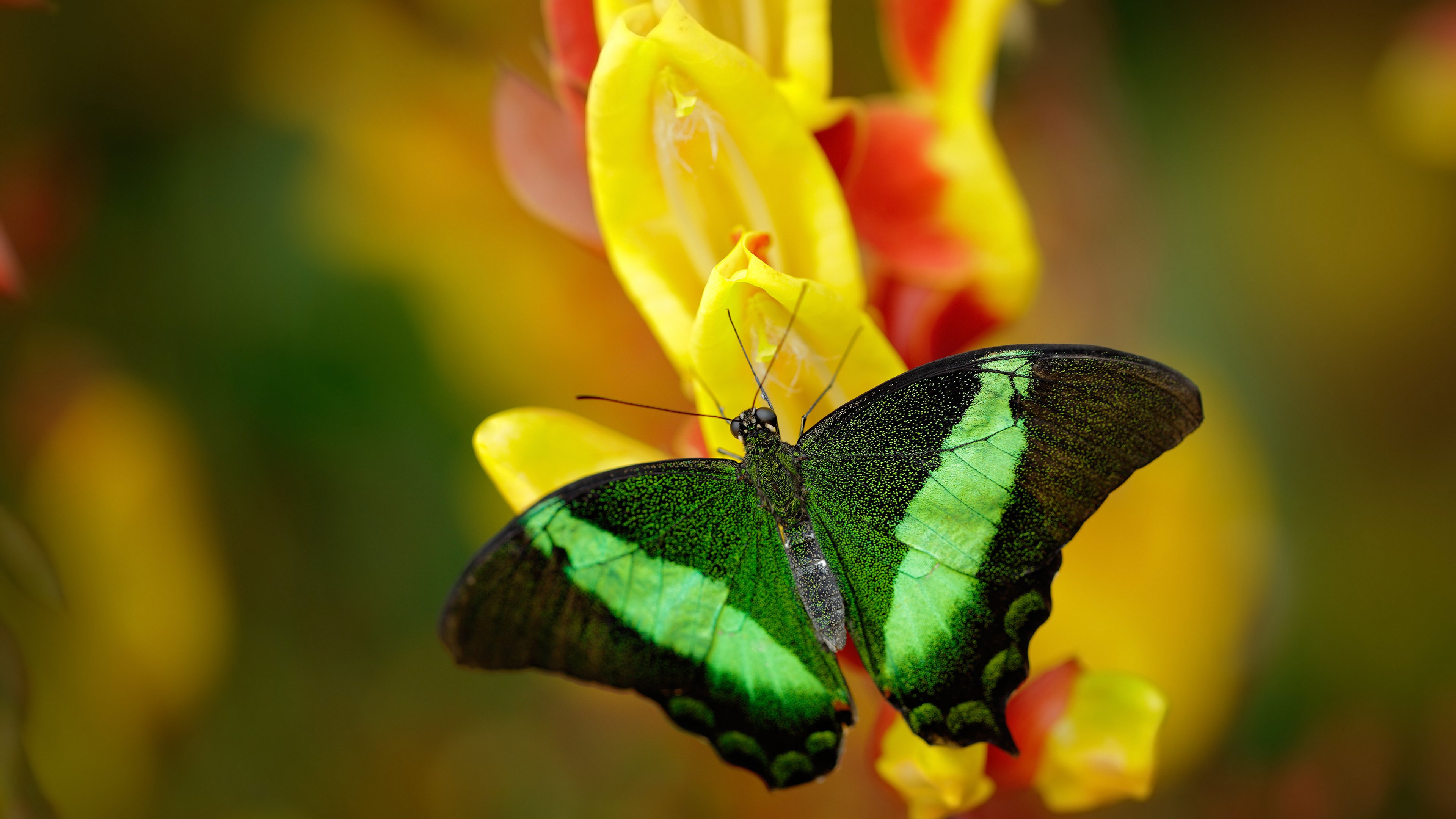 中国男篮提升进攻多样性打破对手防线，中国男篮虽败犹荣