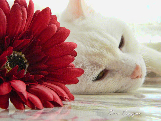 年轻选手心态稳定,大赛发挥不怯场,年轻选手心态稳定,大赛发挥不怯场的原因