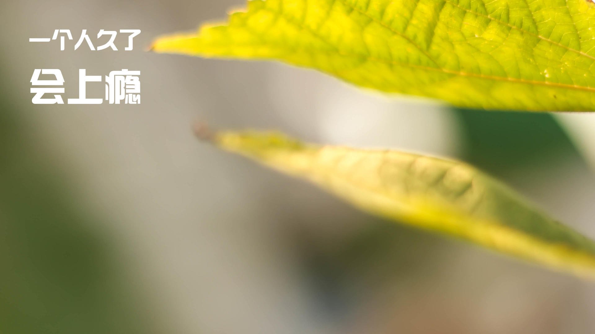 朝鲜蝶泳项目发挥持续稳定,朝鲜游泳