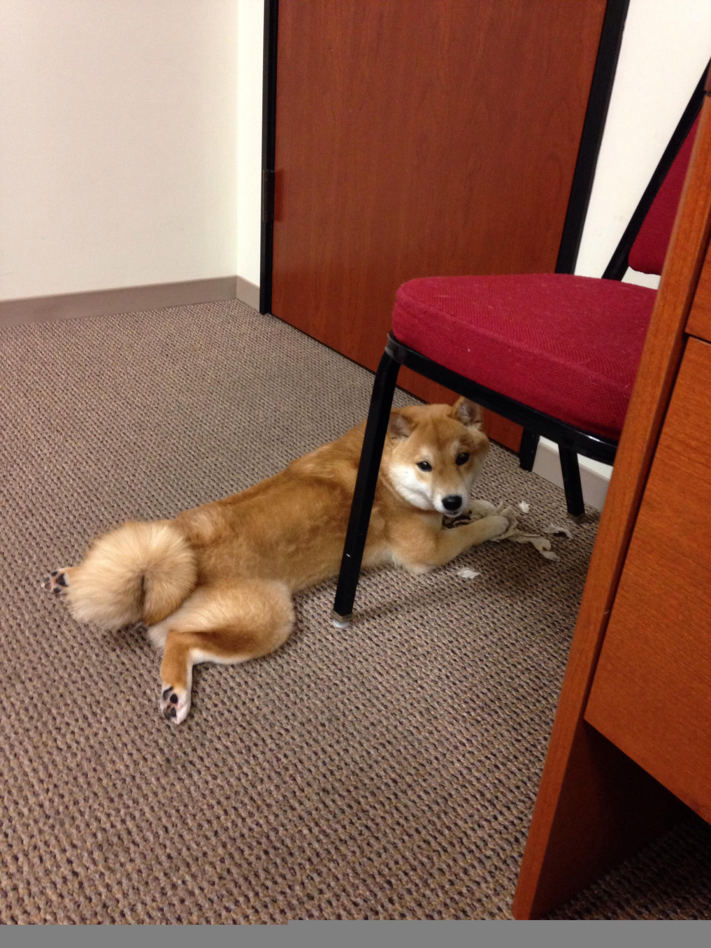 自由泳中段希腊节奏灵活，自由泳spl