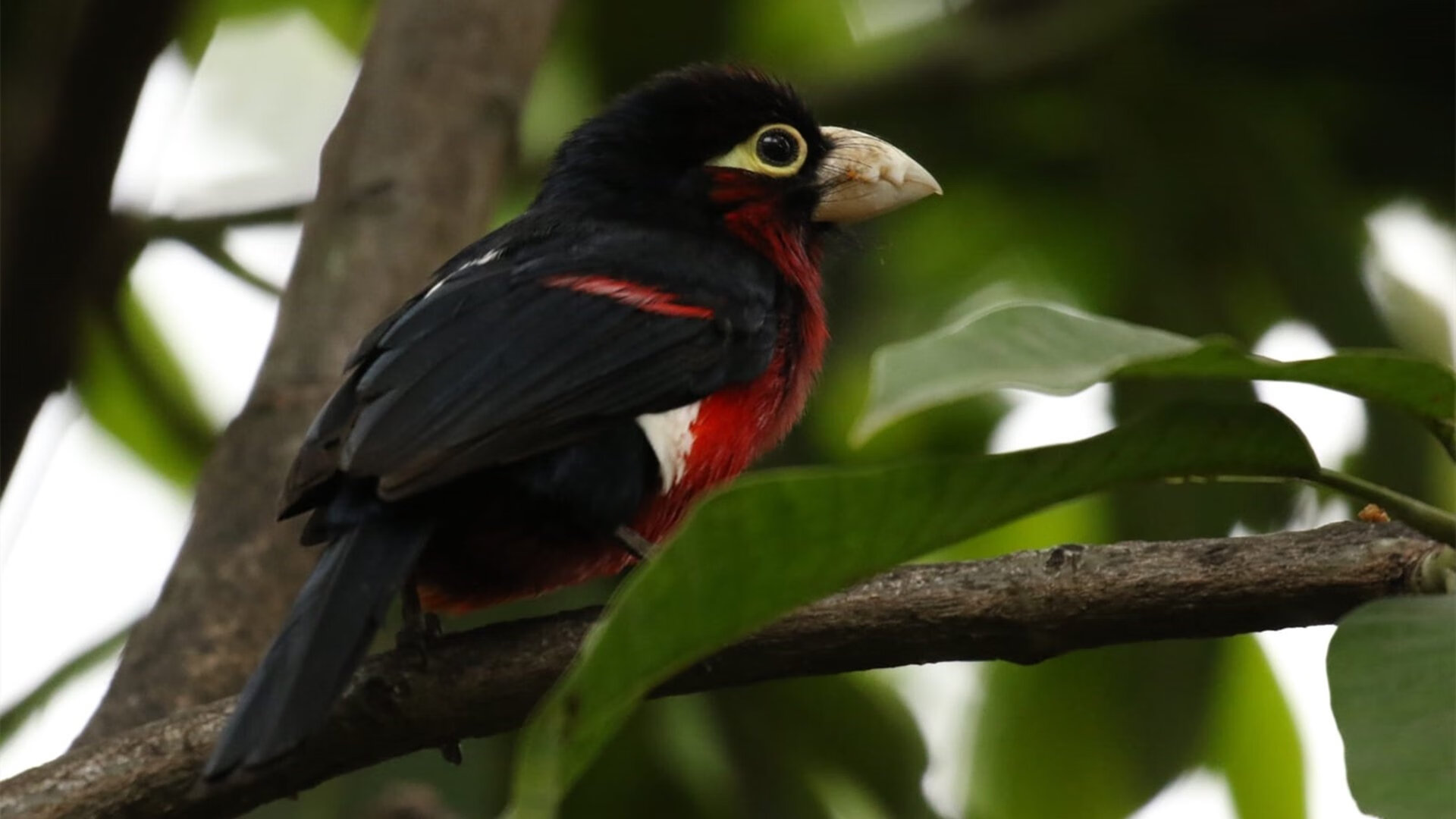 里奇·麦考：无所畏惧的战术领袖，创造全黑队防守纪录，里奇·麦克唐纳